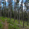 Much of the Driveway Extension Trail leads through forests of Lodgepole Pine.