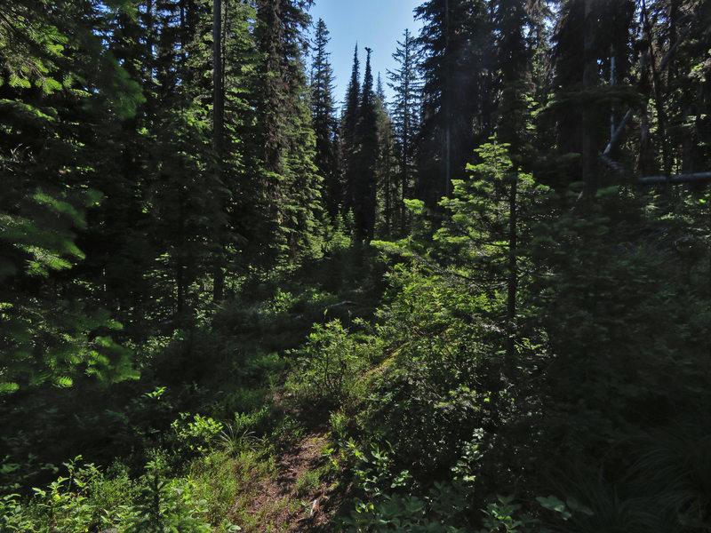 The Driveway Extension Trail has not been maintained for many years between Twentymile Creek Trail #414 and Tenmile Creek.