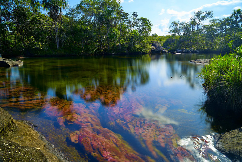 Swimming hole "Caño Cristales" by szeke is licensed under CC BY-SA 2.0