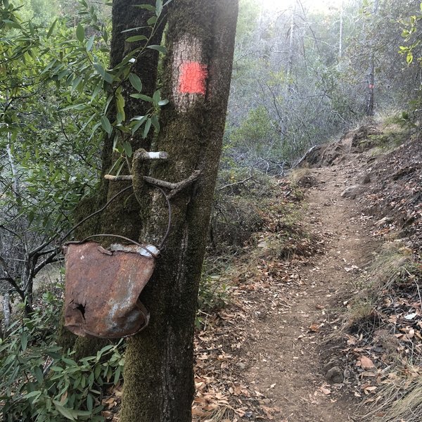 Tree spray painted as trail marker.