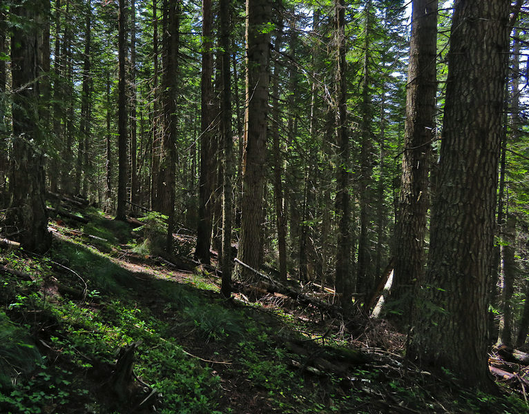 The Twentymile Creek Trail leads through shady forests of Grand Fir.