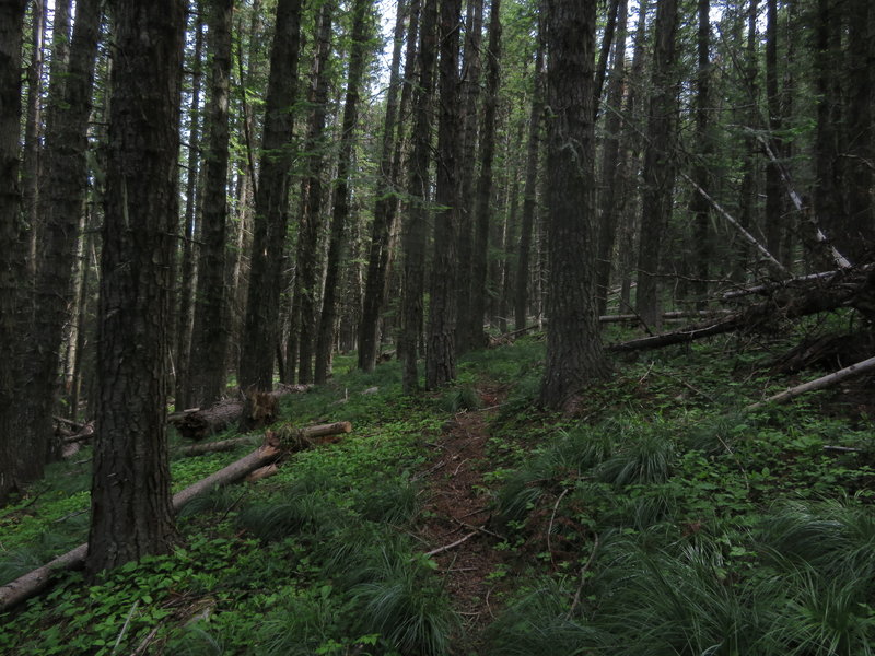 The trail leads through a scenic forest of Grand Fir.