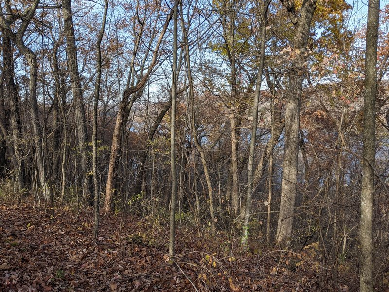 Lake barely visible through the trees.