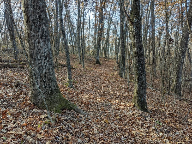 Running through the trees on the loop.