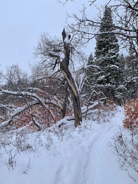 Newly snow covered trail.