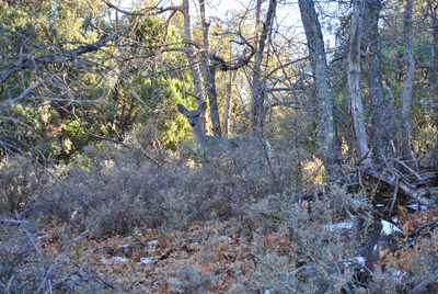 Coues doe
