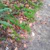 Green Ferns along the trail.