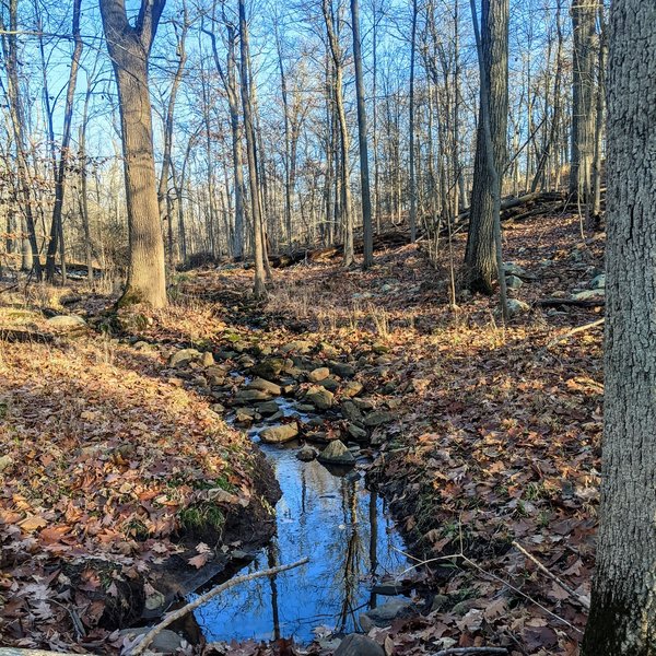 A small stream crosses under the path on the Mayapple Trail. The trees have all dropped their leaves by mid-November, so the area looks a little sparse and wide open.