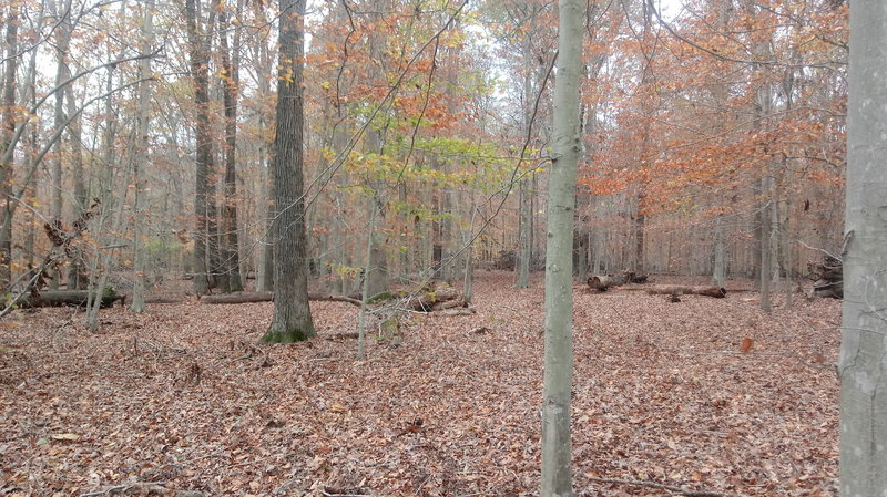 Seth Demo Forest Loop Hiking Trail, Easton, Maryland