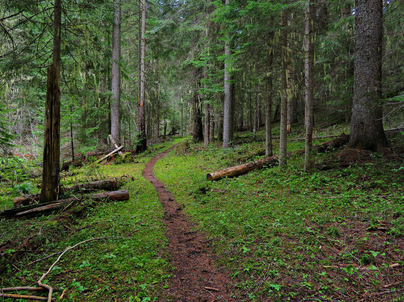 The Marble Creek Trail leads through thick forest near American Creek.