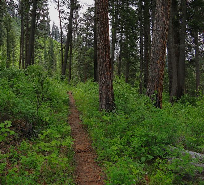 The Snoose Creek Trail leading through a forest of Ponderosa Pines.