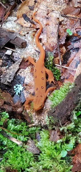 Red Newt