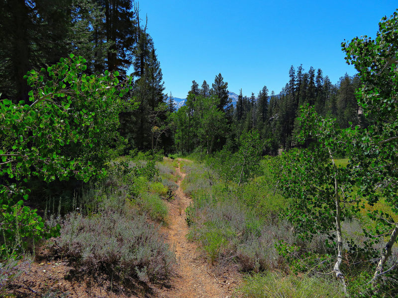 Hiking down towards Roaring River.