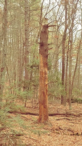 Tree after Lightening