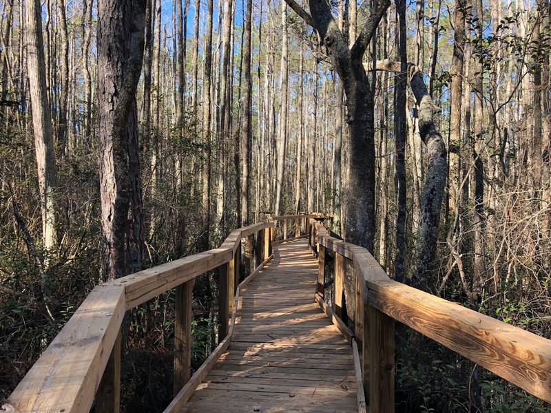 Boardwalk on Nature Trail - Cary State Forest