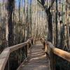 Boardwalk on Nature Trail - Cary State Forest