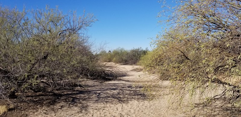 Typically sandy where the trail crosses the dry wash.