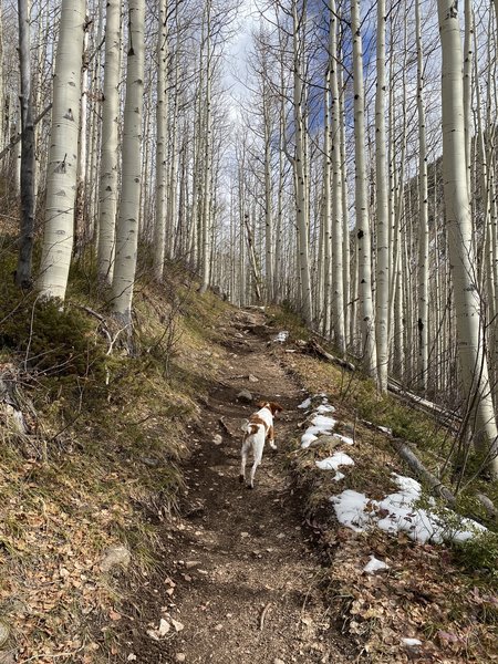 Picturesque trail through aspens.