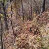 Hiking along the ridge on Tamassee Knob Trail.