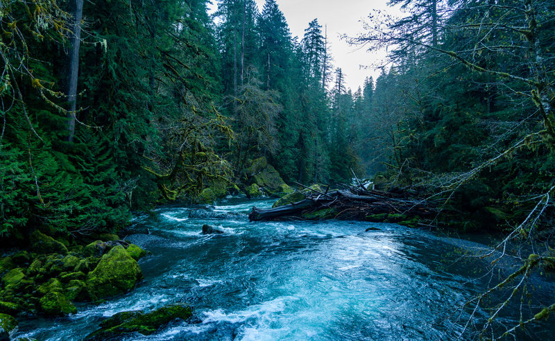 The Skokomish from the bridge on the Staircase Rapids Loop.