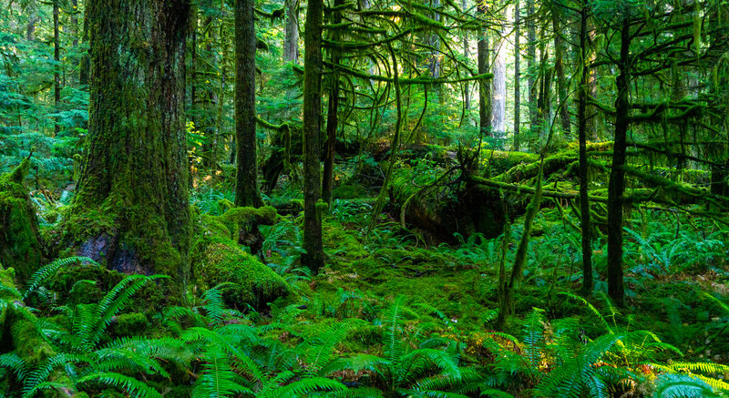 Rainforest near Slate Creek.