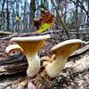 Pretty oysters on the trail.