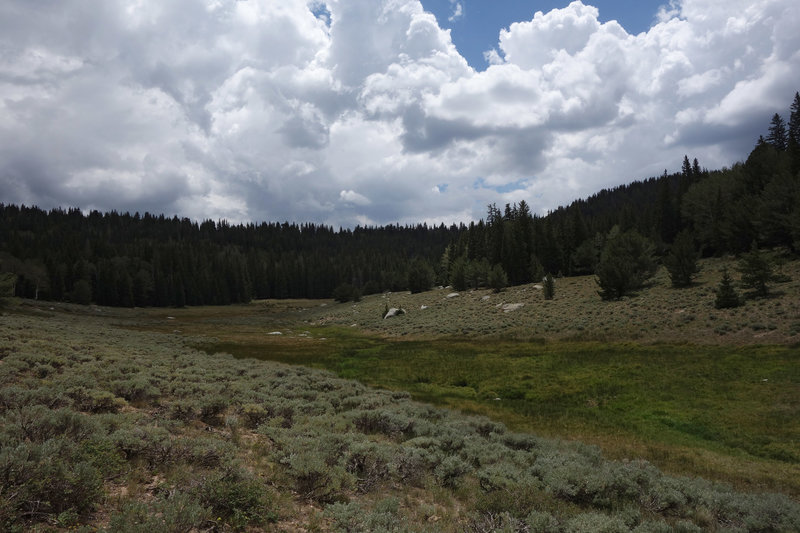 Meadow and sage near Timber Creek, under a moody sky.