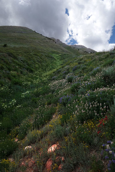 Riot of wildflowers lining a gully above the Mt. Nebo Traverse Trail