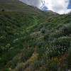 Riot of wildflowers lining a gully above the Mt. Nebo Traverse Trail