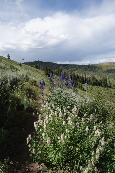 Wildflowers and a butterfly along the Mt Nebo Bench Trail