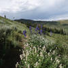 Wildflowers and a butterfly along the Mt Nebo Bench Trail