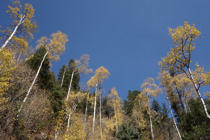 Aspen and evergreen treetops along the Gavilan Trail.