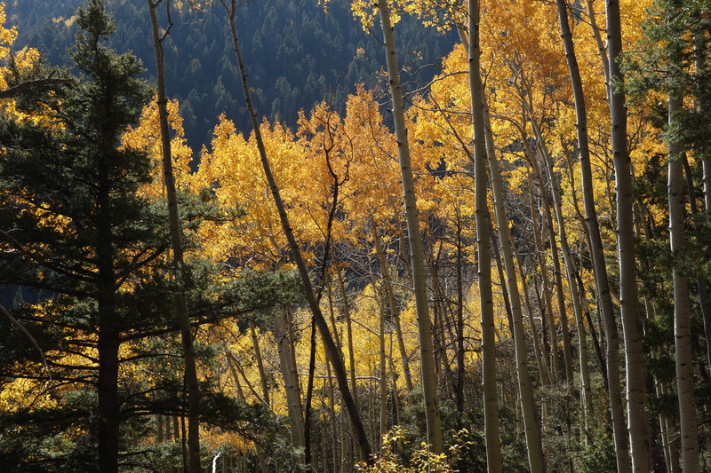 Autumn glory of aspen filtered sunlight on the Gavilan Trail.