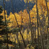 Autumn glory of aspen filtered sunlight on the Gavilan Trail.