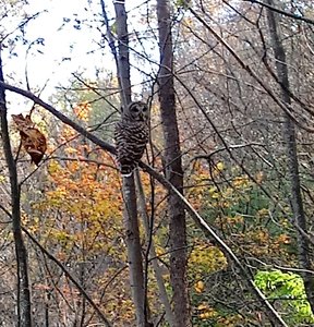 Barred owl on Robertson Mt. Trail, Oct. 2020