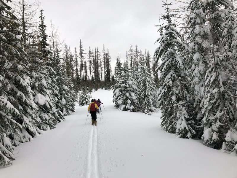 Tamarack Trail heading north