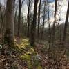 Beautiful mossy section of the trail