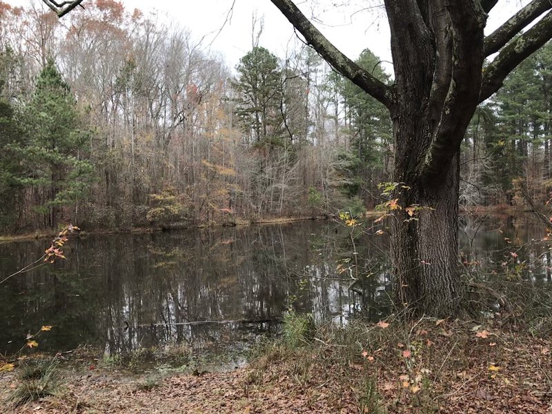 Pond along the loop on Sowell Trail.