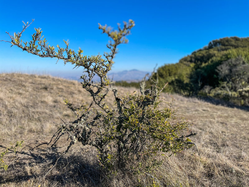 Mount Diablo view