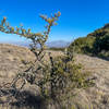 Mount Diablo view