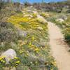 Wildflowers blooming in February.