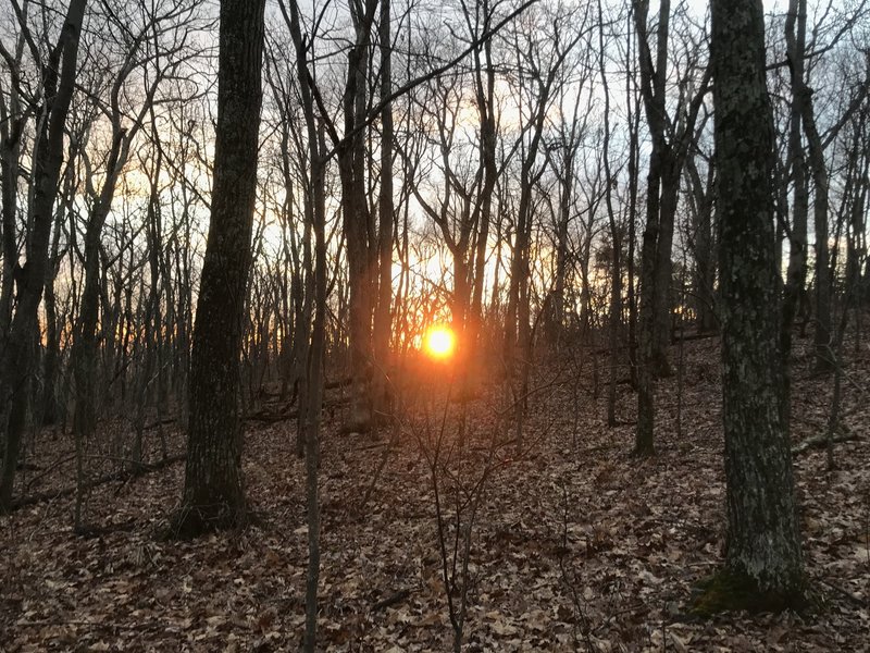 Sunset through the trees.