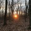 Sunset through the trees.