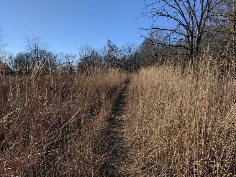 Running through tall grasses.