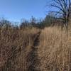 Running through tall grasses.