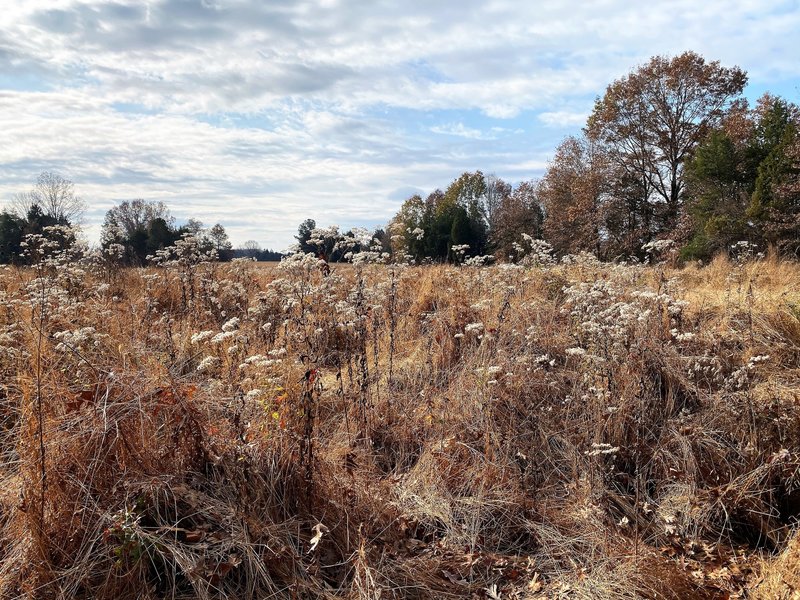 Fall Field