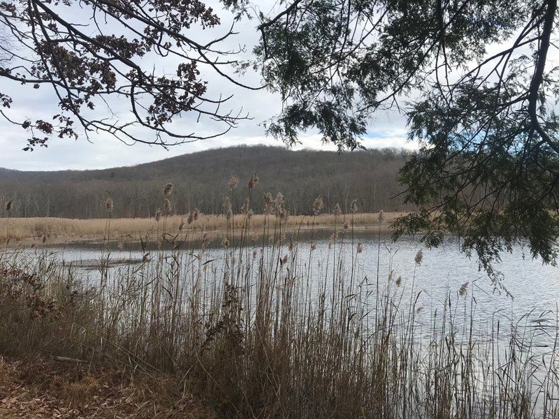 Pond in Jennings Hollow.