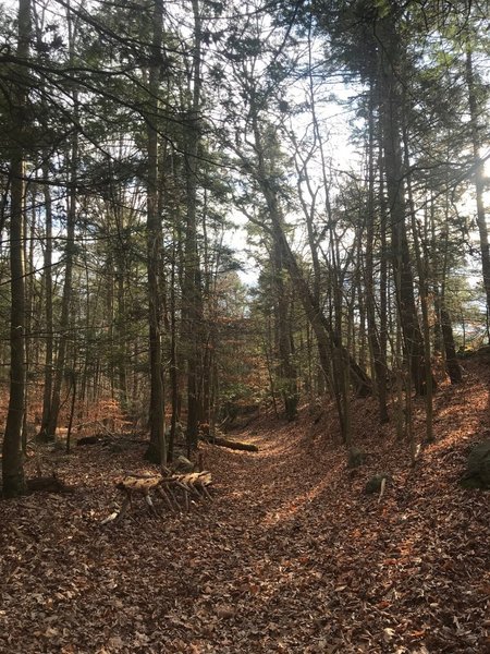 Trail through the Pines