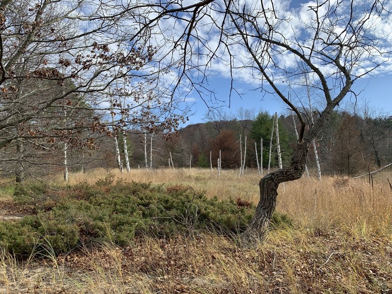 Near the marsh.