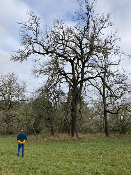 Watching a Grey squirrel in an old oak tree.